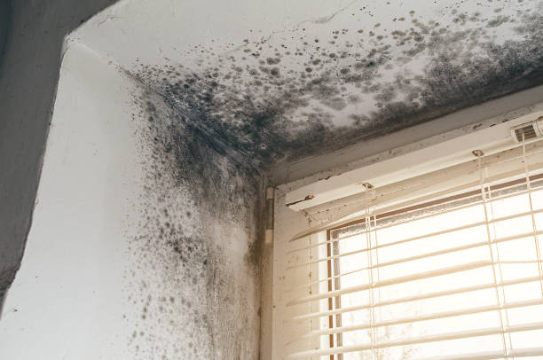 Affordable Bathroom Mold Removal solutions in Clifton, NJ